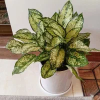 فروش انواع گل و گیاه طبیعی