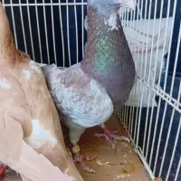 کبوتر جفتگاه وپرش