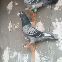 سه تا باهم۶۰۰