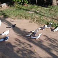 کبوتر|پرنده|عنبران, |دیوار