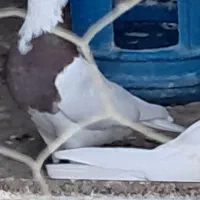 طوق قرمز ماده