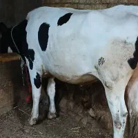 گوساله گوشتی