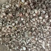 موسیر