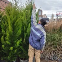 تولید کننده گل گیاه لاوسون یاس