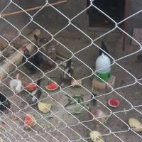 مرغ و خروس