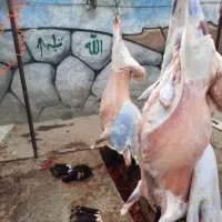 **گوسفند زنده تعاونی نصفه گوشت با قصاب و خونی**