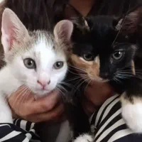 واگذاری بچه گربه سه ماهه