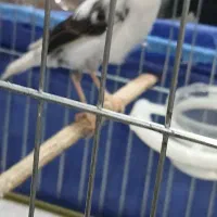 فروش،قناری