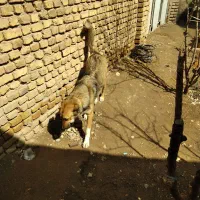 سگ ماده خراسانی مخصوص گله