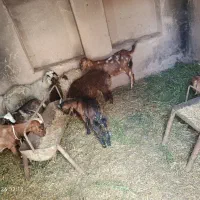 فروش گوسفند