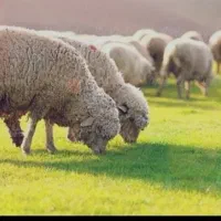 گوسفند قصاب رویا