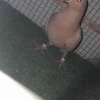 کفتر زرد کرمونی