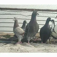 کفتر