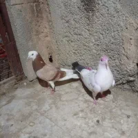 کفتر مهر خورده