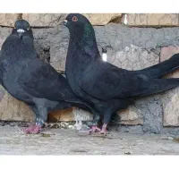 کبوتر فراری