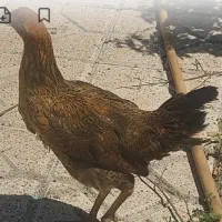 فروش مرغ محلی