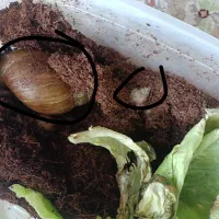 حلزون توضیحات خوانده شود