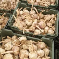 سیر بذری 5تن با چک دو ماهه هم معامله میشود