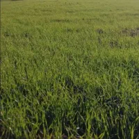 تیم بخش کن