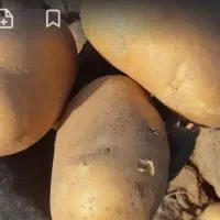 سیب زمینی بذری کلمبا
