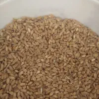 گندم آبی