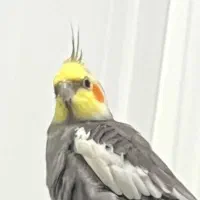 عروس هلندی