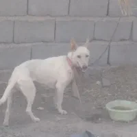 سگ گوش تیز