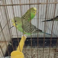 مرغ عشق