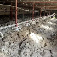 کود مرغی گوشتی