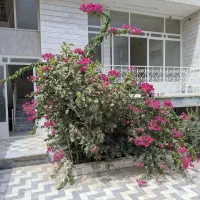 رهن منزل ویلایی دربست دوطبقه۳۲۰متر (۲۰متری گلستان)