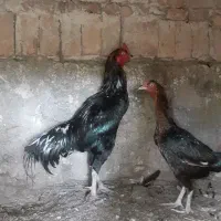 خروس لاری و مرغ لاری