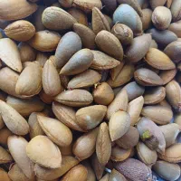 الوک تازه