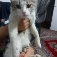 گربه رایگان