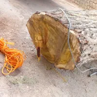 چوب توت