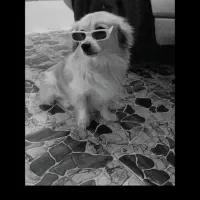 سگ میکس اشپیتز و پامر