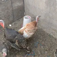 بوقلمون معاوضه با زینتی
