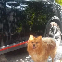 پامرانین پرتقالی