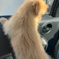 توله سگ پیدا شده