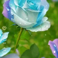 هرس انواع درختان میوه.وغیره..