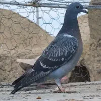 تعداد ده عدد جوجه هیچمپره و ۱پر