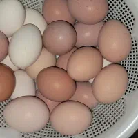 تخم نطفه دار تازه گلپایگان . گلین . برهما