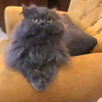 واگذاری دو گربه با هم