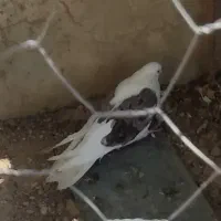 کبوتر تهرانی