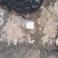 کبوتر