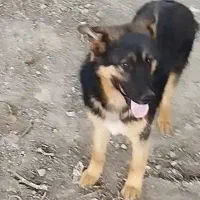 سگ ژرمن
