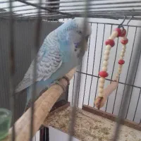 یه جفت مرغ عشق انگلیسی