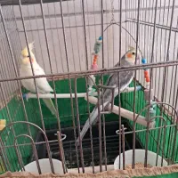 عروس هلندی