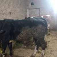 فروش گاو نر گوشتی