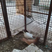کفتر|پرنده|خوسف, |دیوار
