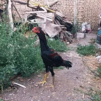 جوجه ی لاری